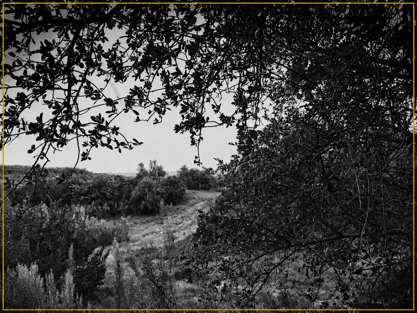 Texas Hill Country landscape
